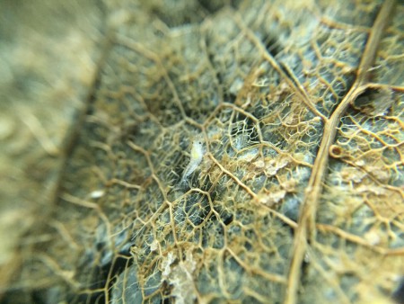 Jonge White Pearl Garnaal op Catappablad